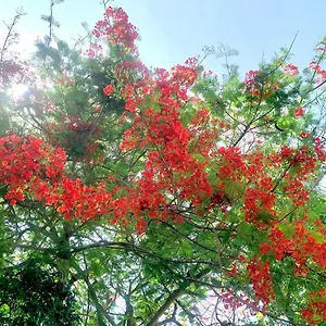 Tropicana Ko Tao